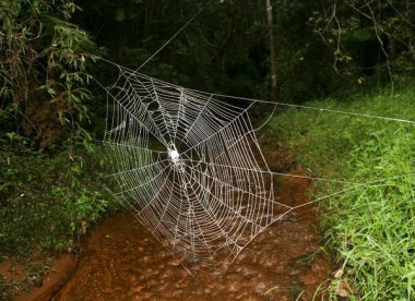 spider-web-teaser